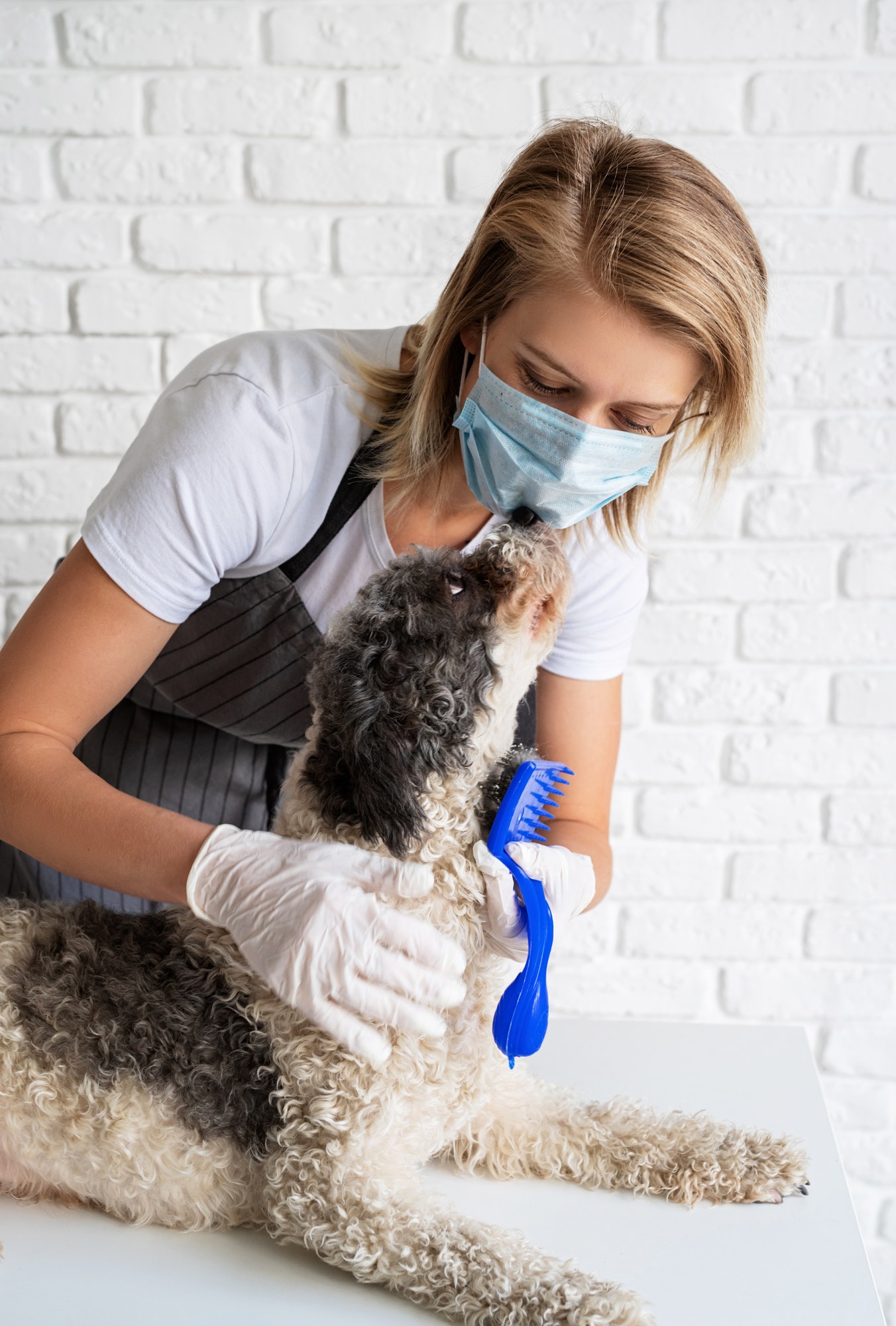 a-young-caucasian-blond-woman-in-a-mask-combing-a-dog.jpg