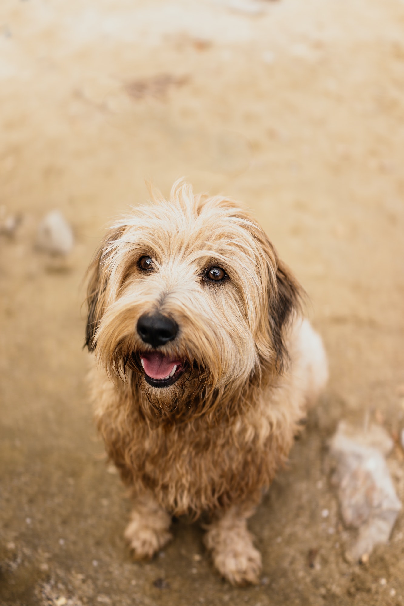 Dog portrait