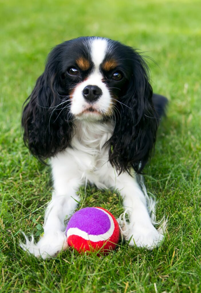 Dog with ball