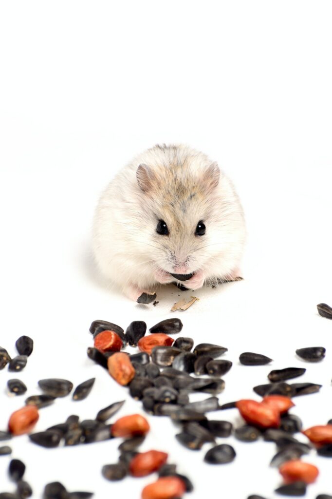 Jungar hamster on a white background