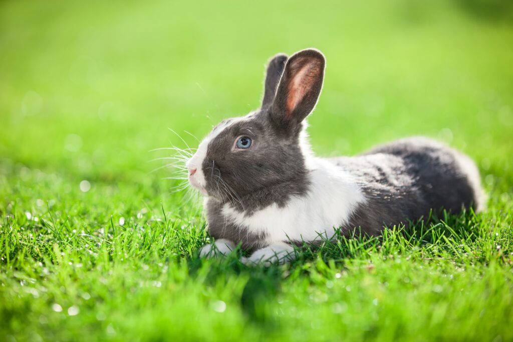 Pet rabbit on green grass