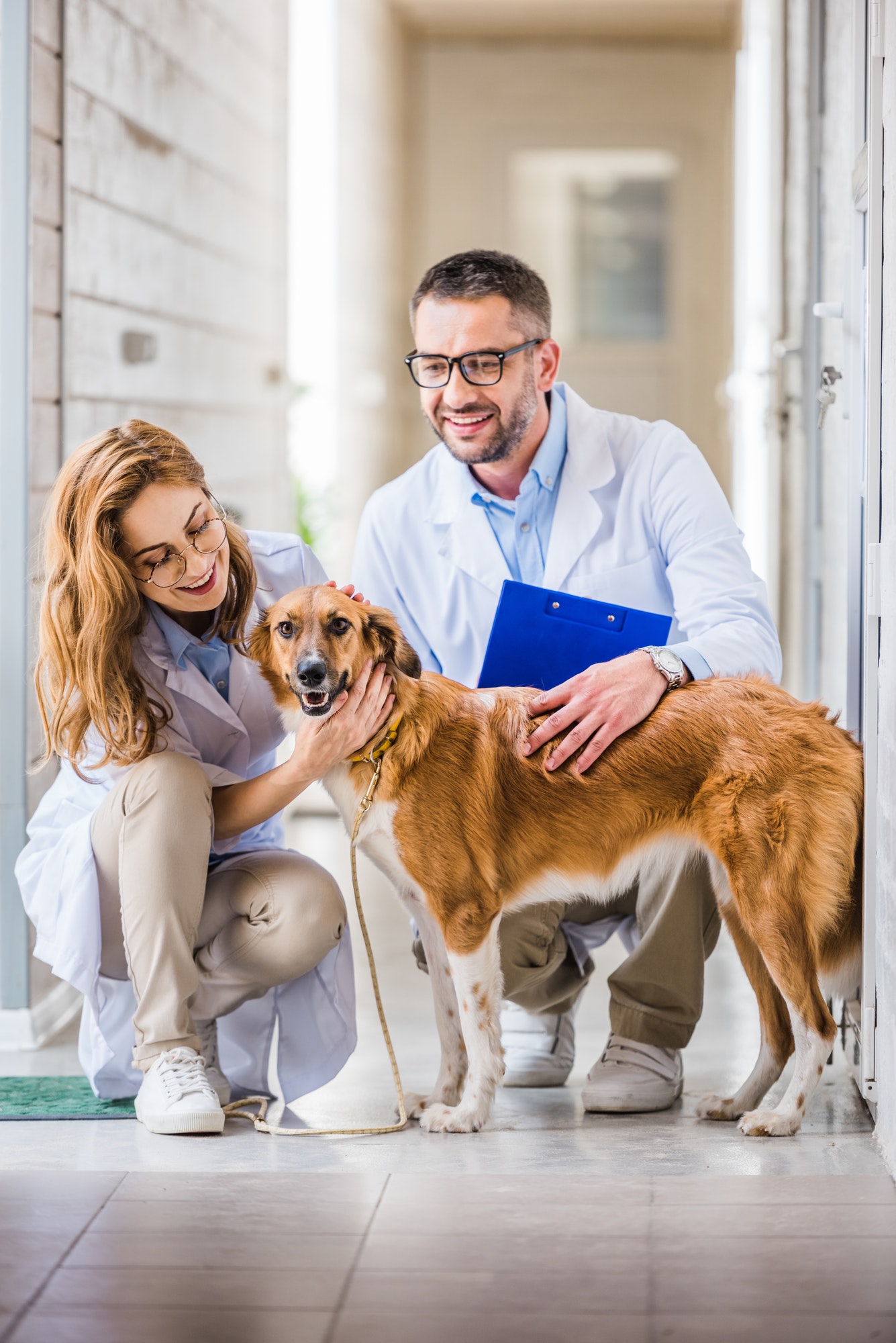 two-veterinarians-squatting-and-palming-cute-dog-at-veterinary-clinic.jpg