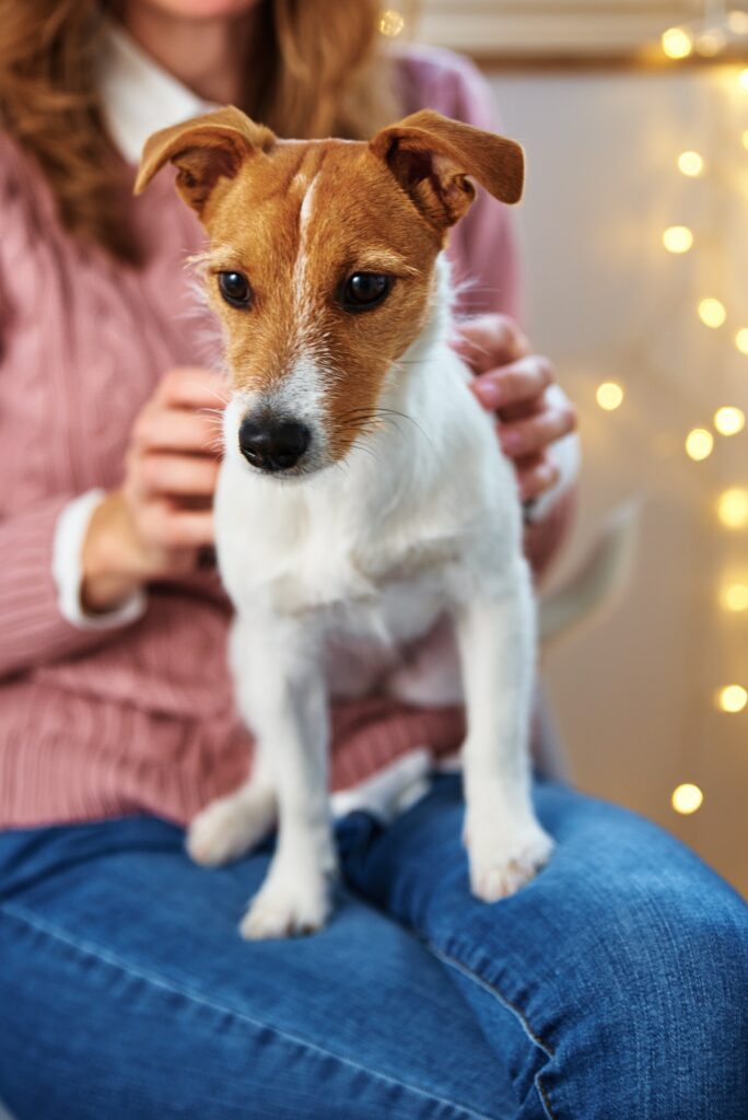 Woman with a pet dog relaxing. Pet care concept