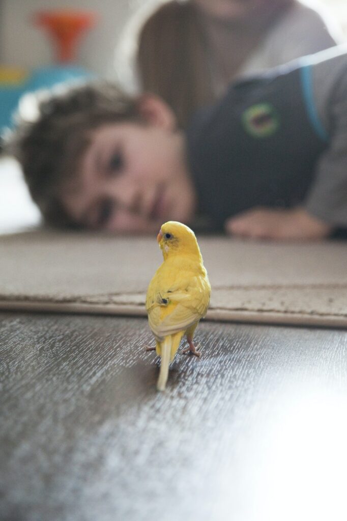 Yellow wavy pet parrot.